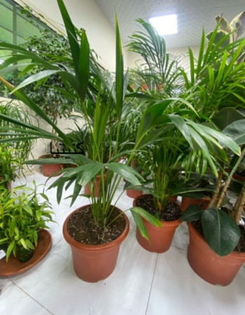 Howea Plant Howea Plant