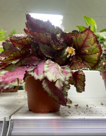 بيجونيا بيجونيا