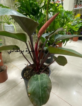 Philodendron 'McColley's Finale Philodendron 'McColley's Finale