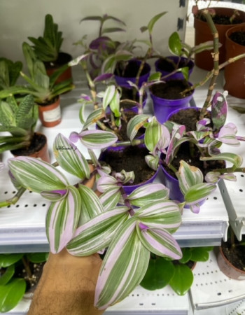 عنكبوتية عنكبوتية