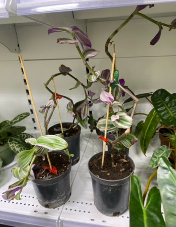 عنكبوتية عنكبوتية