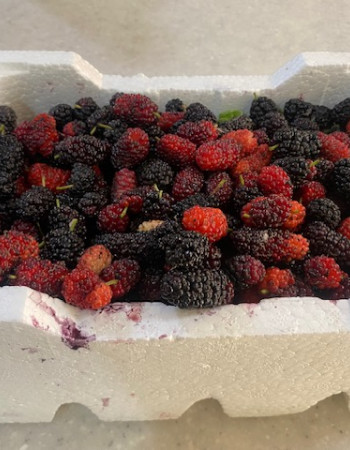 Mulberry Fruit Mulberry Fruit