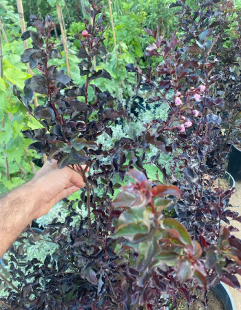 تمر حناء احمر 