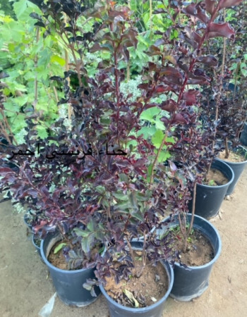 تمر حناء احمر 