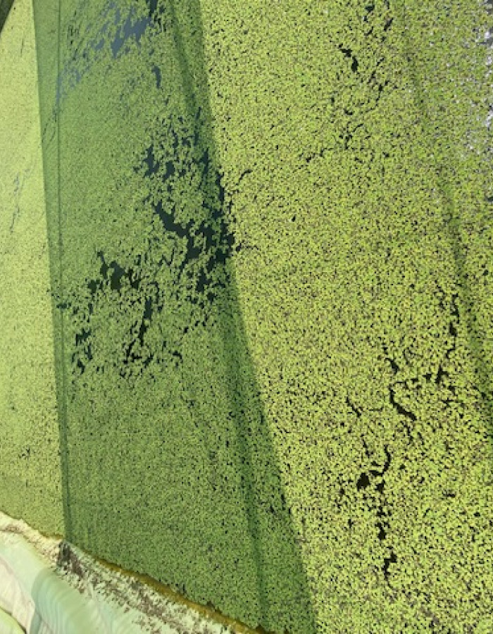 ازولا نظيف للبيع ازولا نظيف للبيع