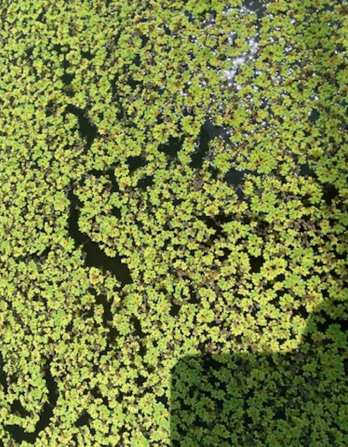 ازولا نظيف للبيع ازولا نظيف للبيع