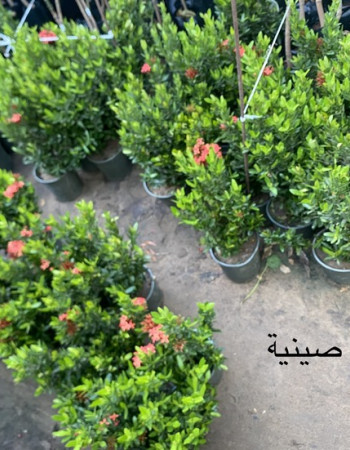 إكسورة صينية إكسورة صينية