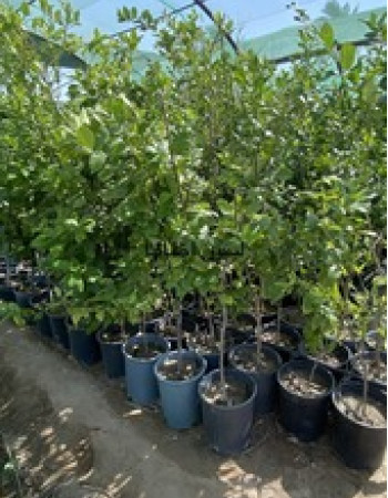 شتلة ليمون اضاليا