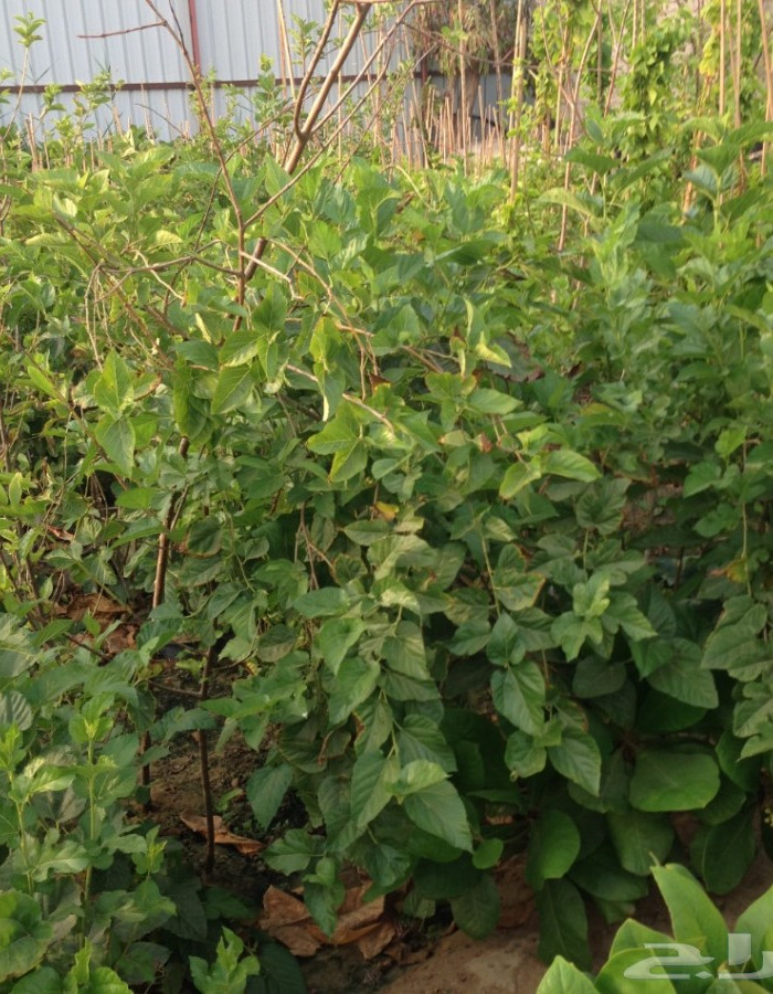 شتلة توت شامي للبيع شتلة توت شامي للبيع