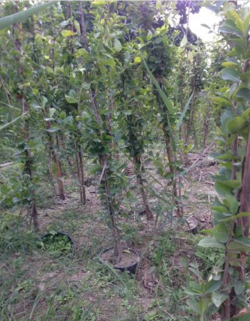 acerola cherry Guarani cherry Barbados cherry Seedlings 