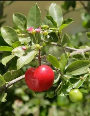 acerola cherry Guarani cherry Barbados cherry Seedlings 