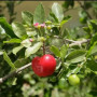 acerola cherry Guarani cherry Barbados cherry Seedlings 