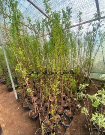 شتلات فواكة الجبل 