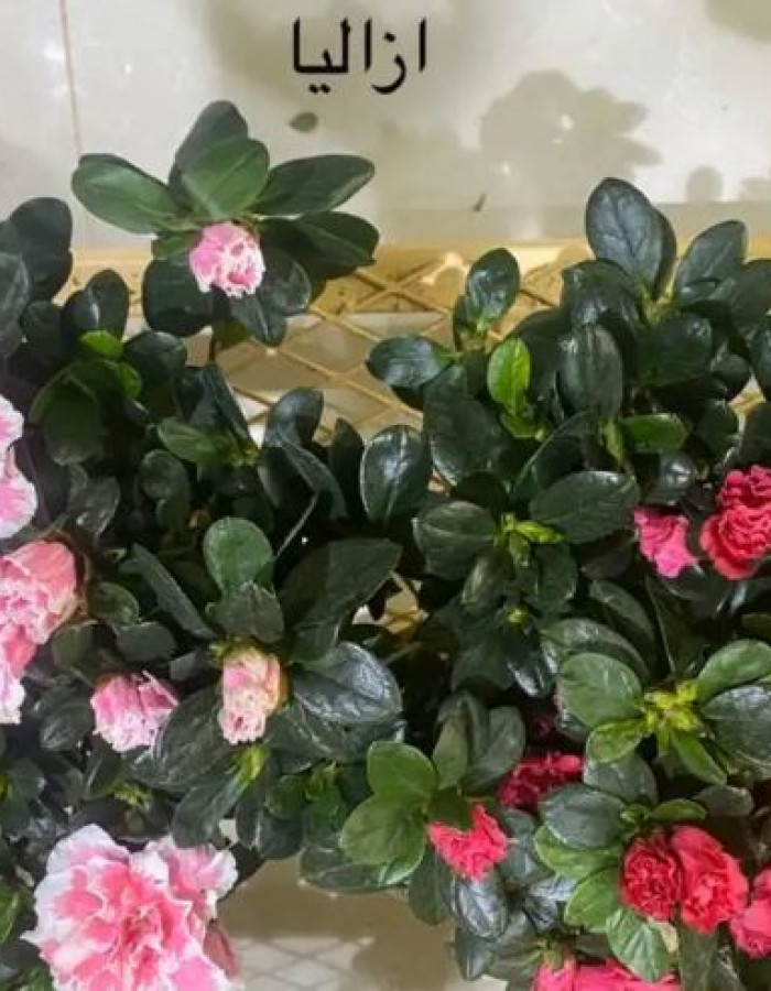 شتلات ازاليا