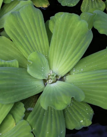 Water lettuce