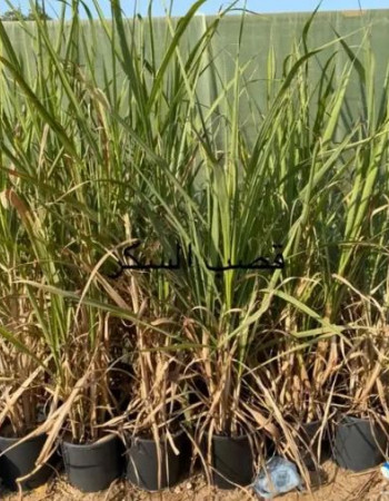 شتلة  قصب سكر للبيع