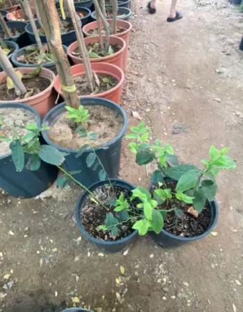 شتلة بلو بيري للبيع