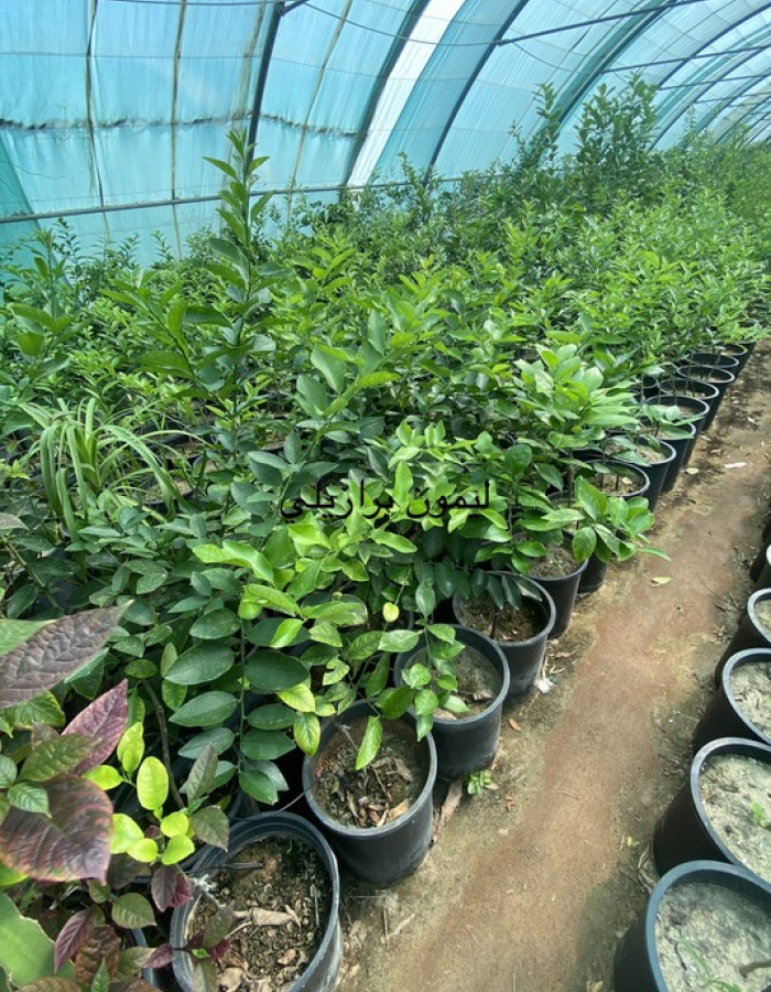 Brazilian lemon seedlings Brazilian lemon seedlings