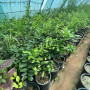 Brazilian lemon seedlings Brazilian lemon seedlings