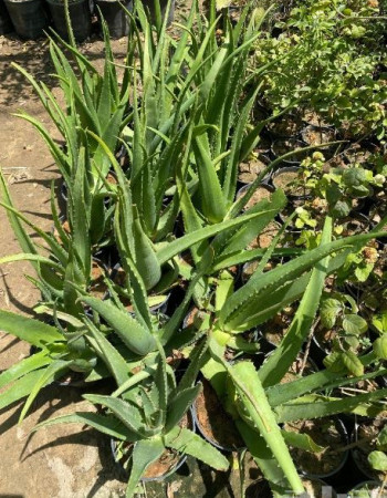Aloe vera Seedling 