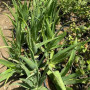 Aloe vera Seedling 