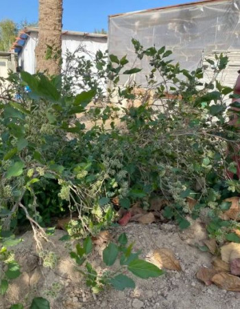 شتلة توت تايلندي قزمي