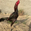 Thai roosters