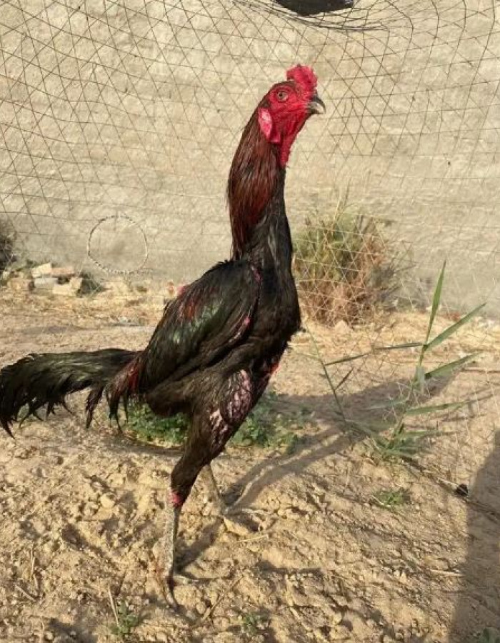 ديك تايلندي للبيع