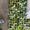 Vegetable seedlings