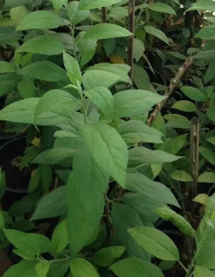 شتلات تفاح ورد