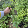 شتلة  ياسمين عراقي  شتلة  ياسمين عراقي