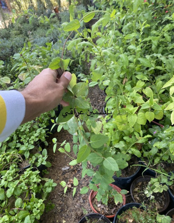 شتلة  ياسمين عراقي  شتلة  ياسمين عراقي