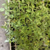 Vegetable seedlings