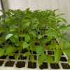 Vegetable seedlings