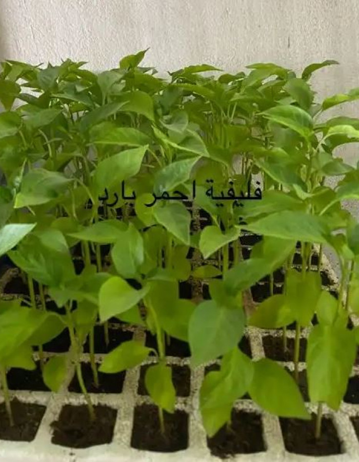 Vegetable seedlings