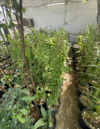 شتلة ياسمين ازرق بلمباجو  شتلة ياسمين ازرق بلمباجو