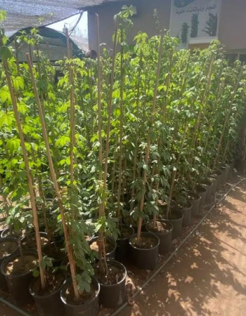 ‏Virginia creeper tree