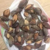 Indian Almond Seeds
