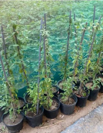 Goji Berry Seedlings