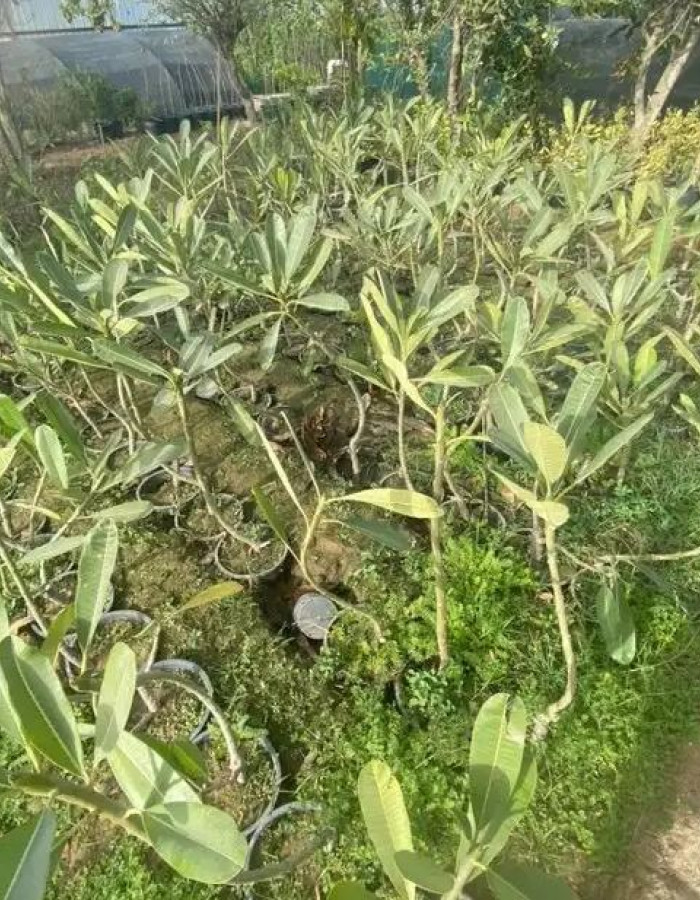 Plumeria Alba Seedlings
