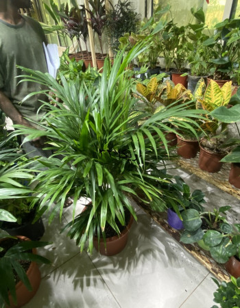 شتلات اريكا شتلات اريكا