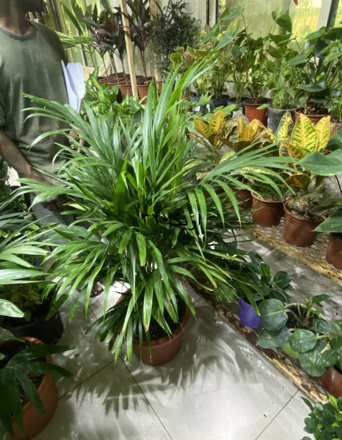 Areca palm 