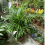 Areca palm  Areca palm
