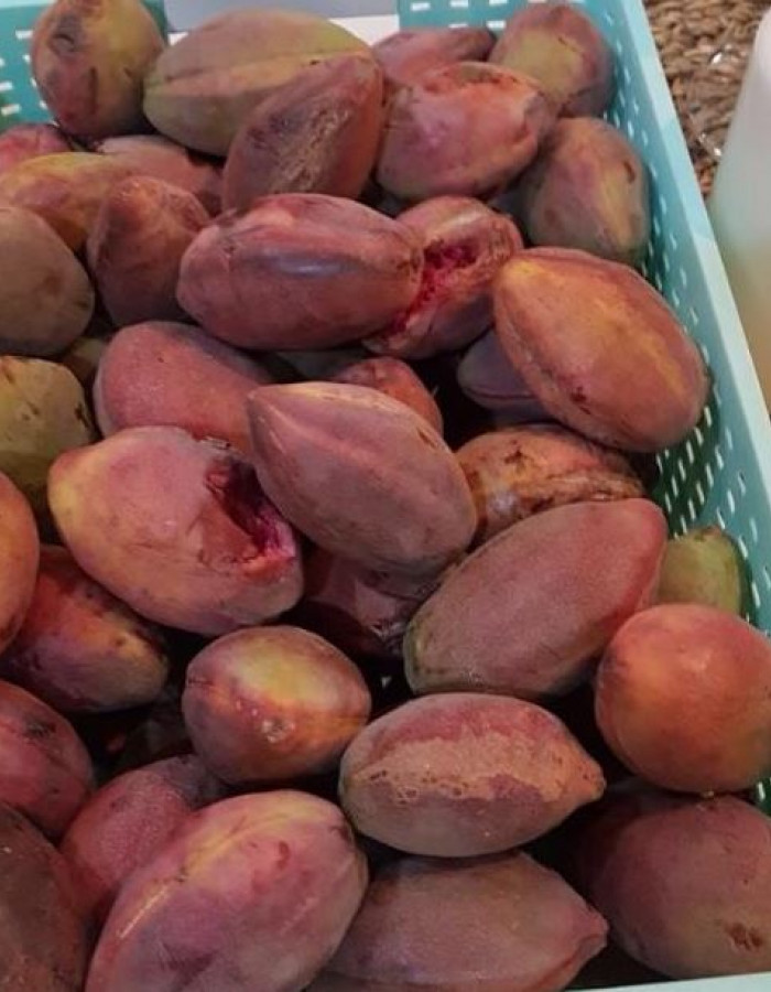 Terminalia Catappa fruit, Tropical Almond fruit