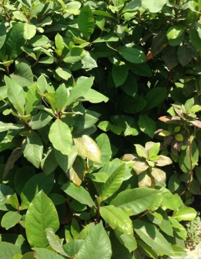 شتلات لوز بجلي 