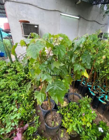 شجرة دومبيا