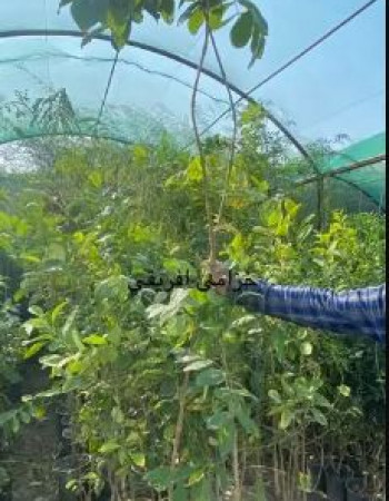 شتلة خزامى افريقي