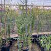 Wood Apple Seedlings 