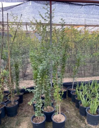 Wood Apple Seedlings 