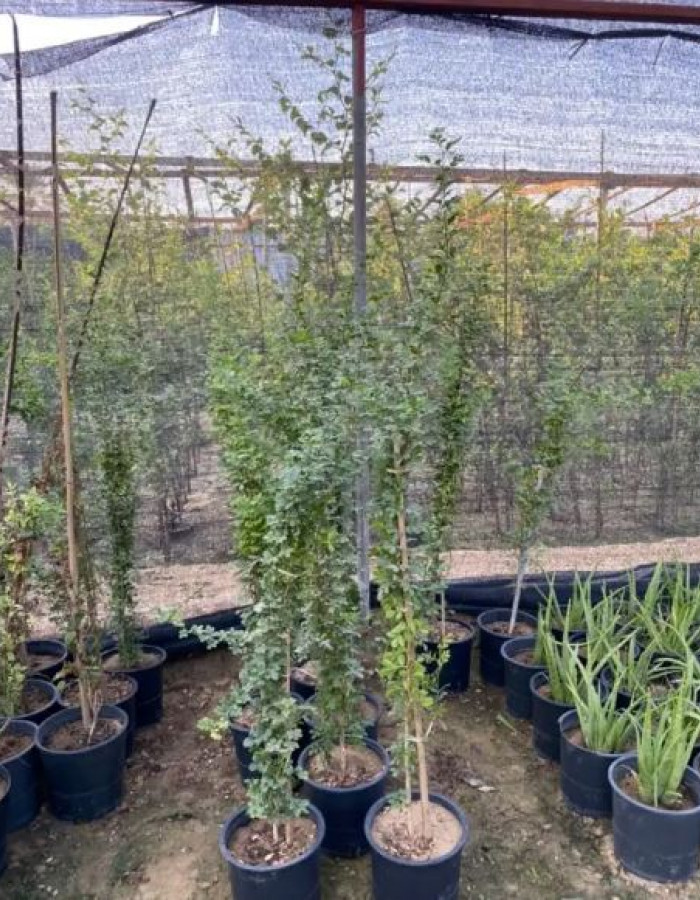 Wood Apple Seedlings 